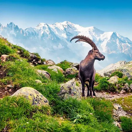 Novecento Romantic - Estella Collection & Experience